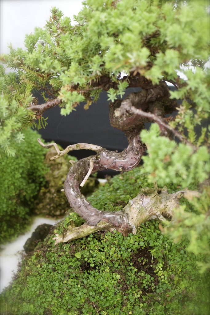 Exposition de bonsaïs au Parc MarieVictorin La Nouvelle Union et L