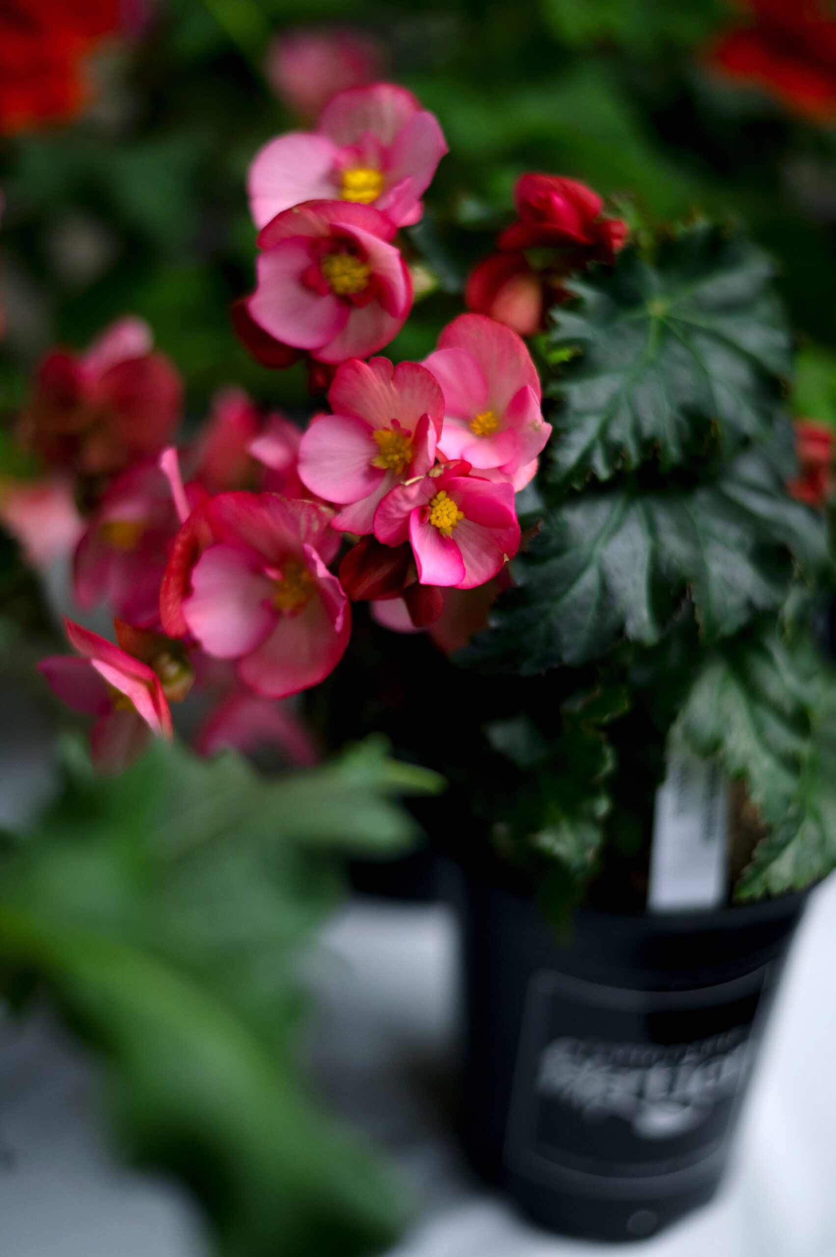 Fleurs rouges